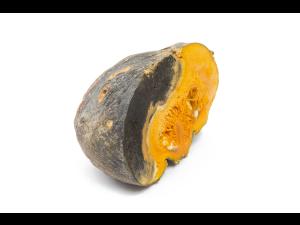 courge_stag_cucu_55846e_ad_iriis