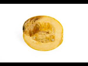 courge_stag_cucu_56498d_ad_iriis