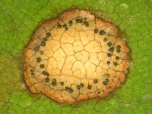 Phyllosticta_ampelicida_1