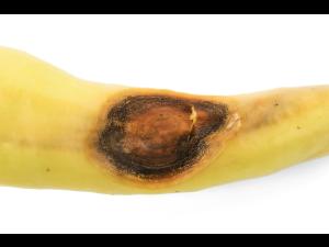 Piment - Anthracnose (Colletotrichum scovillei)_4