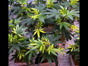 Cannabis_quinclorac (4)_1