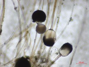 Rhizopus_sp_5