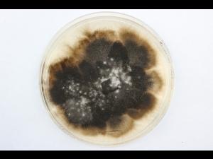 Ulocladium_sp_1
