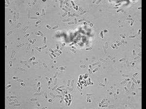 Zythia_sp_4