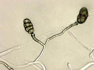 Stemphylium_sp_1