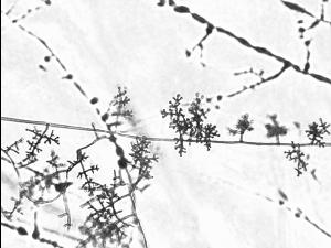 Trichoderma_sp_3
