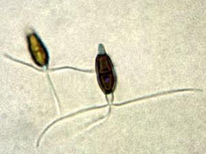 Truncatella_sp_2