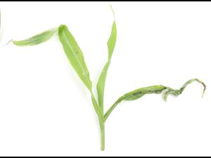 Maïs grain et fourrager - diméthénamide-P (15)_12