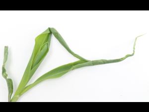 Maïs grain et fourrager - diméthénamide-P (15)_13