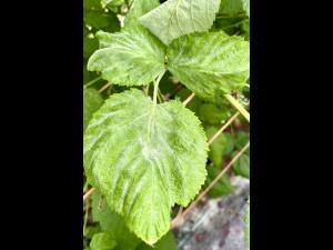 Framboise - Blanc (Podosphaera aphanis)_2