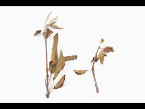 Pomme_glyphosate (9)_15