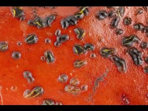 Colletotrichum_acutatum_3