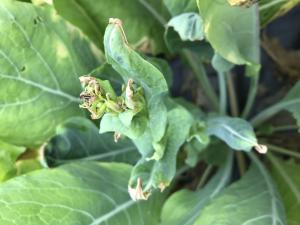 Moutarde épinard - Nervation noire (Xanthomonas campestris pv. campestris)