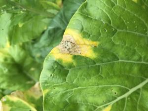 Moutarde épinard - Nervation noire (Xanthomonas campestris pv. campestris)
