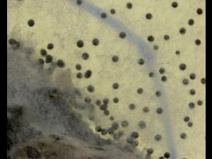 Sclerotium_cepivorum_2