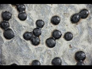 Sclerotium_cepivorum_1