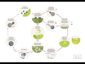 Albugo candida cycle maladie