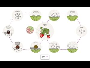 Podosphaera aphanis - cycle maladie