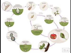 Venturia inaequalis - cycle épidémiologique