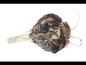 Ail - Pourriture blanche_2