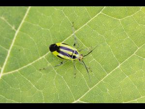 Punaise à quatre raies (Poecilocapsus lineatus_3