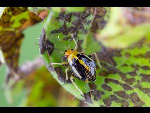 Punaise à quatre raies (Poecilocapsus lineatus_4
