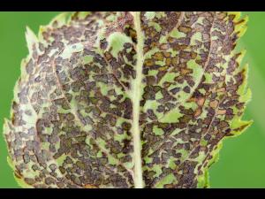 Punaise à quatre raies (Poecilocapsus lineatus)_8