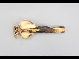 Ail - Anthracnose (Colletotrichum circinans)