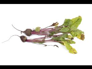 Betterave - Tache cercosporéenne (Cercospora beticola)_2