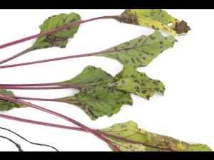 Betterave - Tache cercosporéenne (Cercospora beticola)_4