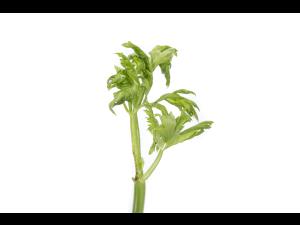 Céleri - Anthracnose (Colletotrichum acutatum)