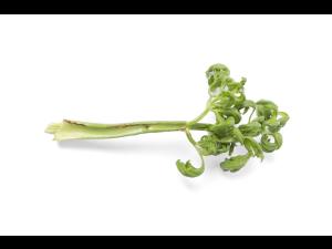 Céleri - Anthracnose (Colletotrichum acutatum)