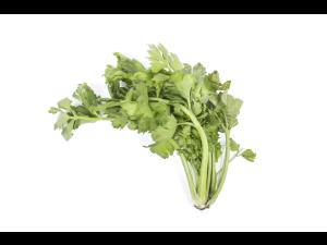 Céleri - Anthracnose (Colletotrichum acutatum)