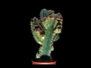 Cierges - Pourriture de tiges (Curvularia cactivora)