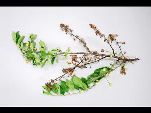 Cerise - Pourriture brune (Monilinia fructicola)