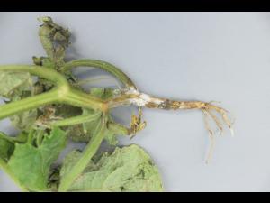 Concombre - Pourriture des racines et du collet (Phytophthora capsici)