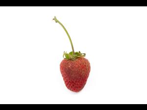 Fraise - Blanc (Sphaerotheca macularis)