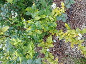 Bleuet - Virus de la mosaïque du bleuet (BlMaV)