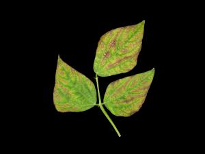 Haricot - Carence en potassium_1