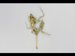 Maïs grain et fourrager - Mildiou (Sclerophthora macrospora)