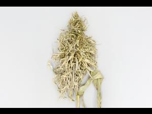 Maïs grain et fourrager - Mildiou (Sclerophthora macrospora)