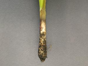 Oignon sec - Pourriture blanche (Sclerotium cepivorum)