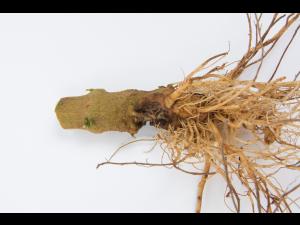 Poivron - Pourriture molle bactérienne (Pectobacterium carotovorum)