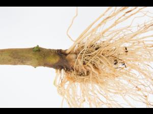 Poivron - Pourriture molle bactérienne (Pectobacterium carotovorum)