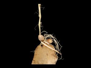 Pomme de terre - Boulage