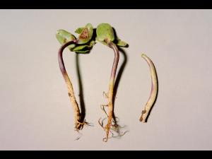 Soya - Fonte des semis (Phytophthora sojae)
