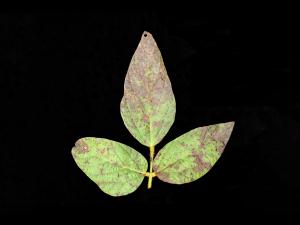 Soya - Pustule bactérienne (Xanthomonas axonopodis pv. glycines)