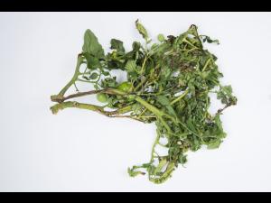 Tomate - Moelle noire (Pseudomonas corrugata)