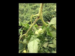 Tomate - Moelle noire (Pseudomonas corrugata)