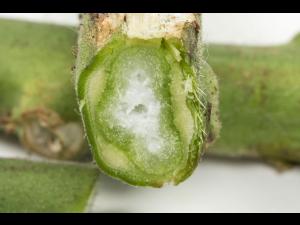 Tomate - Chancre bactérien (Clavibacter michiganensis subsp. michiganensis)